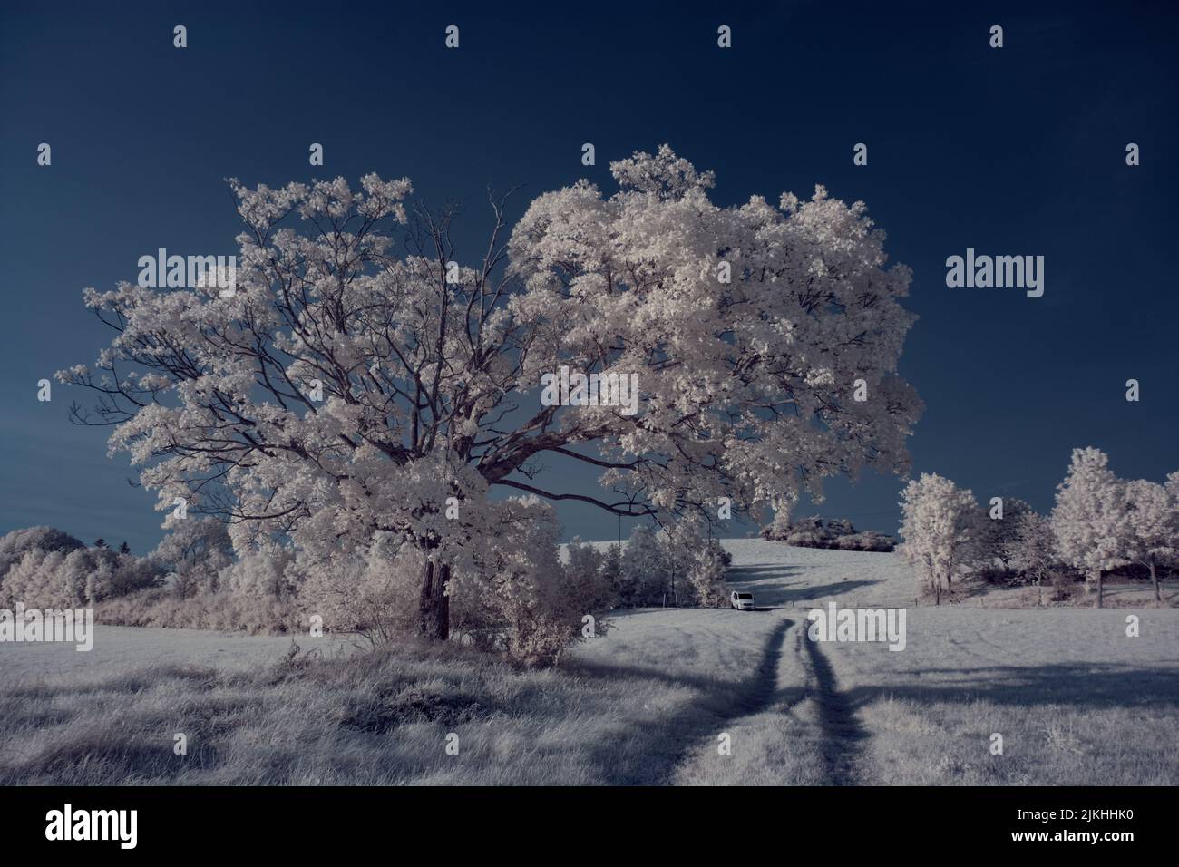A landscape with snowy trees under sky with clouds Stock Photo - Alamy