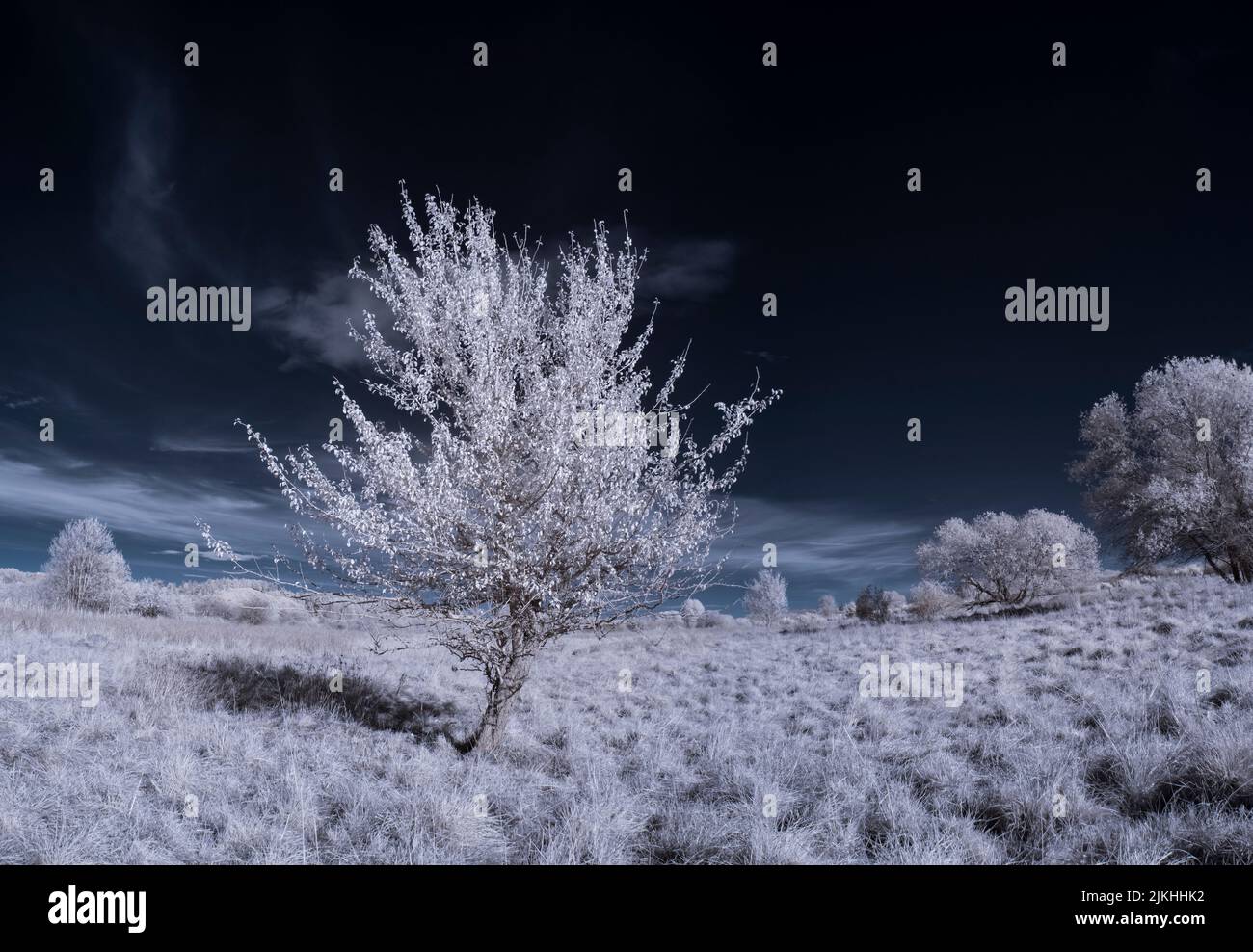 A landscape with snowy trees under sky with clouds Stock Photo - Alamy