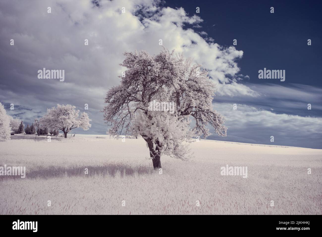 A landscape with snowy trees under sky with clouds Stock Photo - Alamy