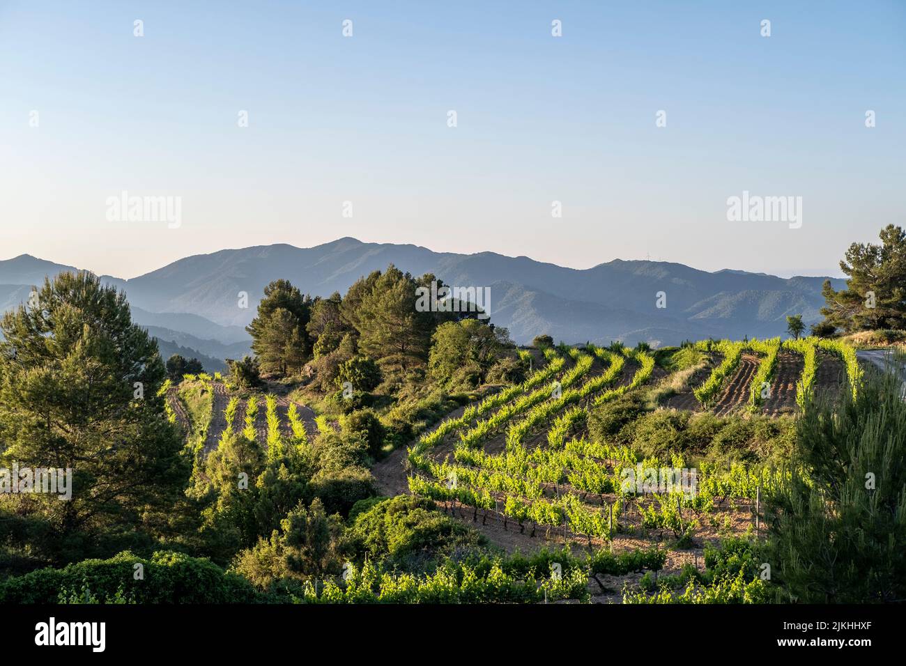 Vineyards during sunrise in the Priorat appellation of origin wine