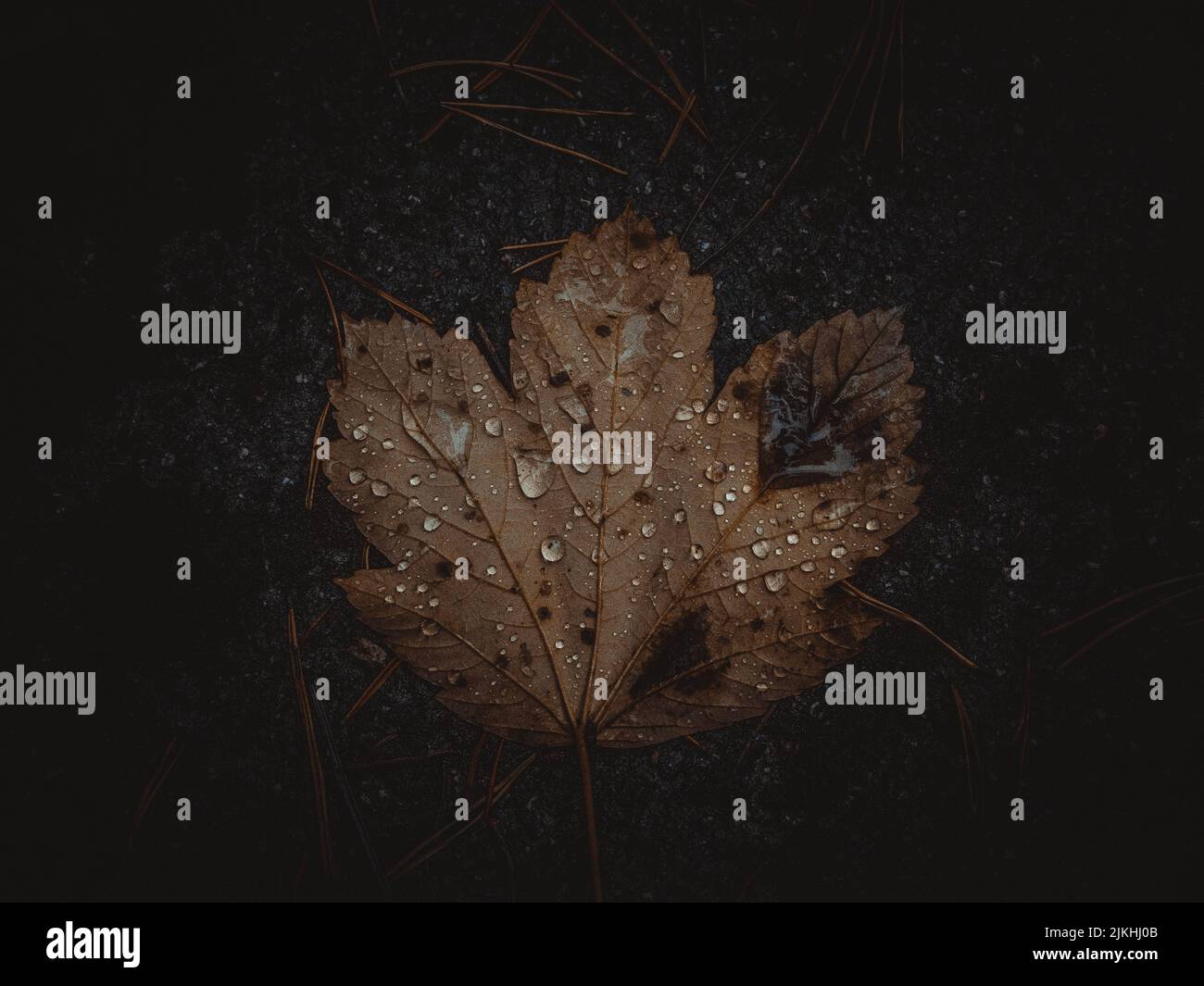 A moody shot of an autumn leaf on the ground covered with rain drops Stock Photo