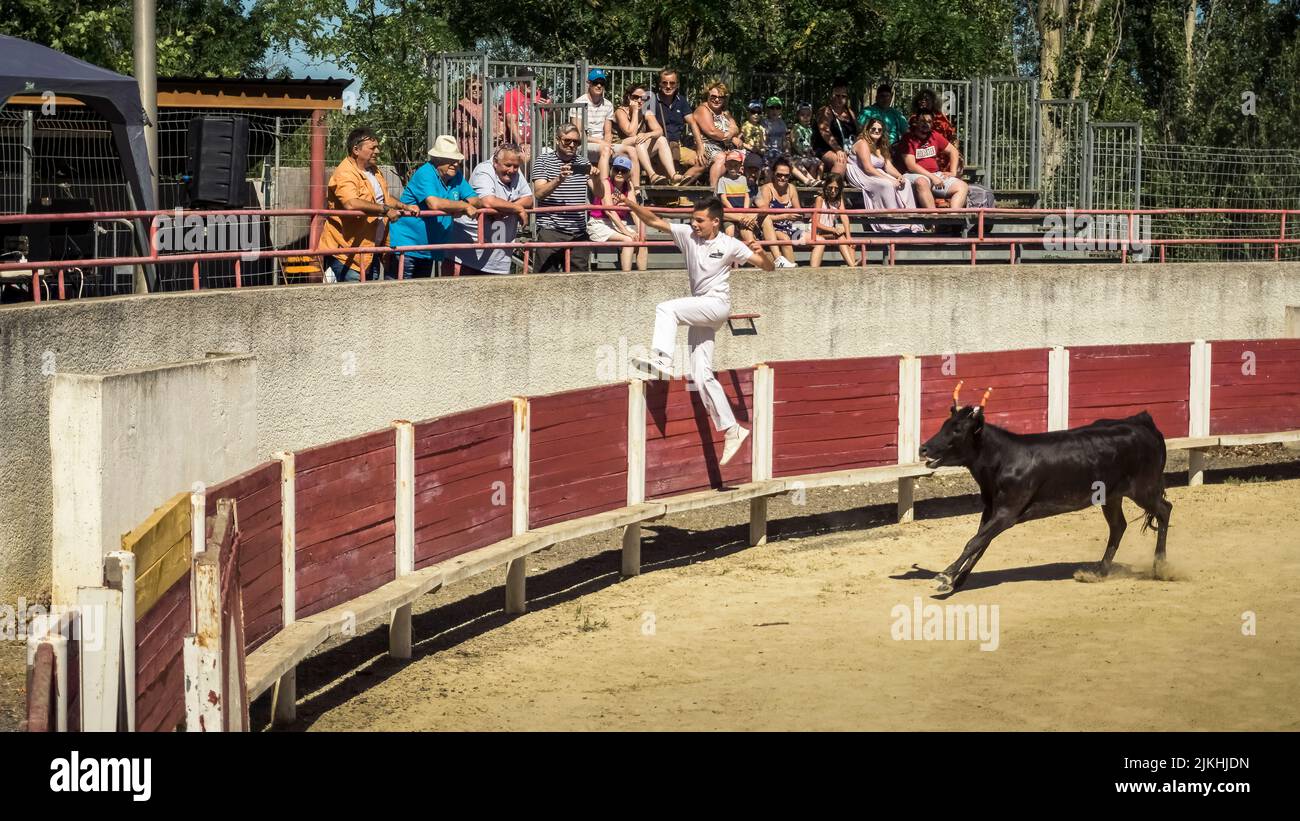In the Course Camaguaise, the Rasetuer try to snatch a ribbon between the horns of the bull, the sport is part of the Intangible Cultural Heritage of France. Stock Photo