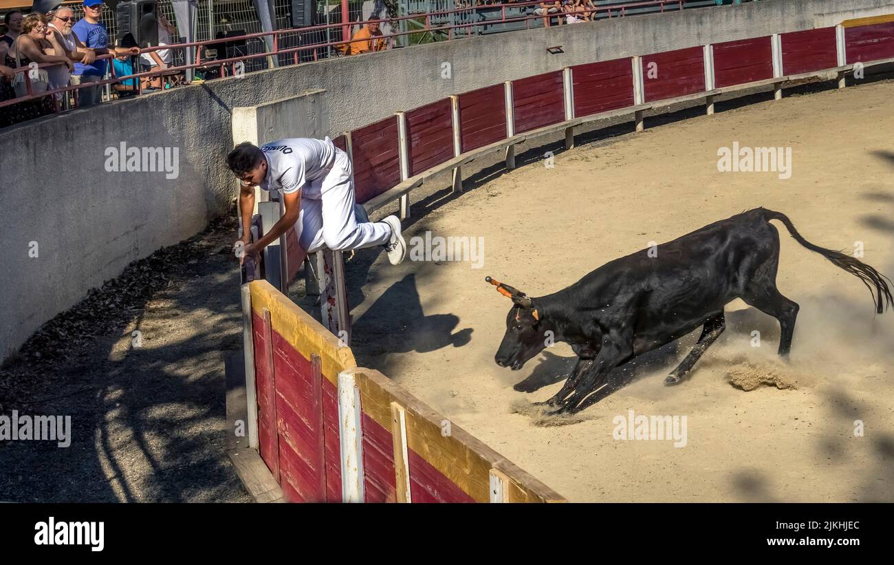 In the Course Camaguaise, the Rasetuer try to snatch a ribbon between the horns of the bull, the sport is part of the Intangible Cultural Heritage of France. Stock Photo
