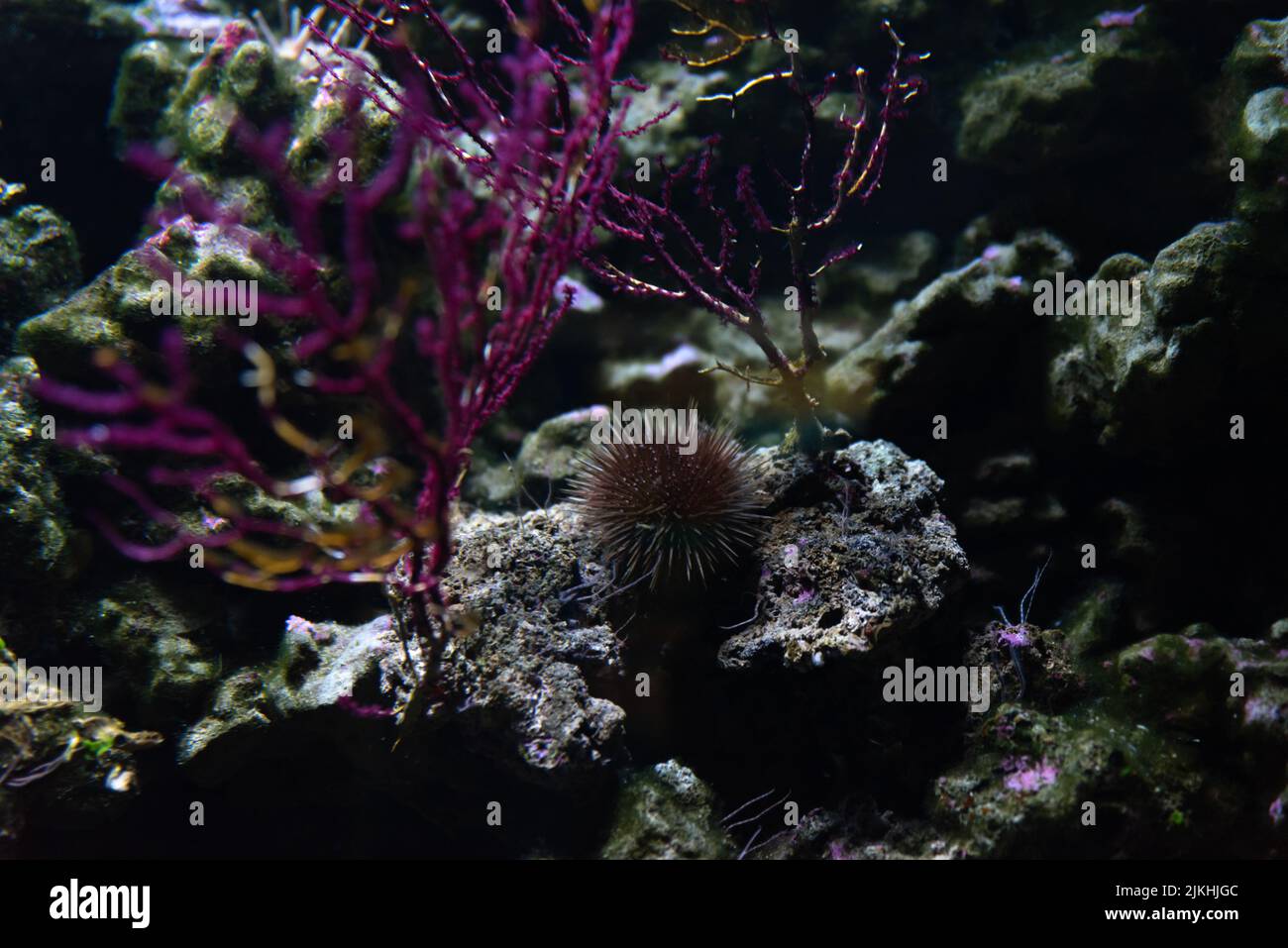 A sea urchin in an aquarium Stock Photo Alamy