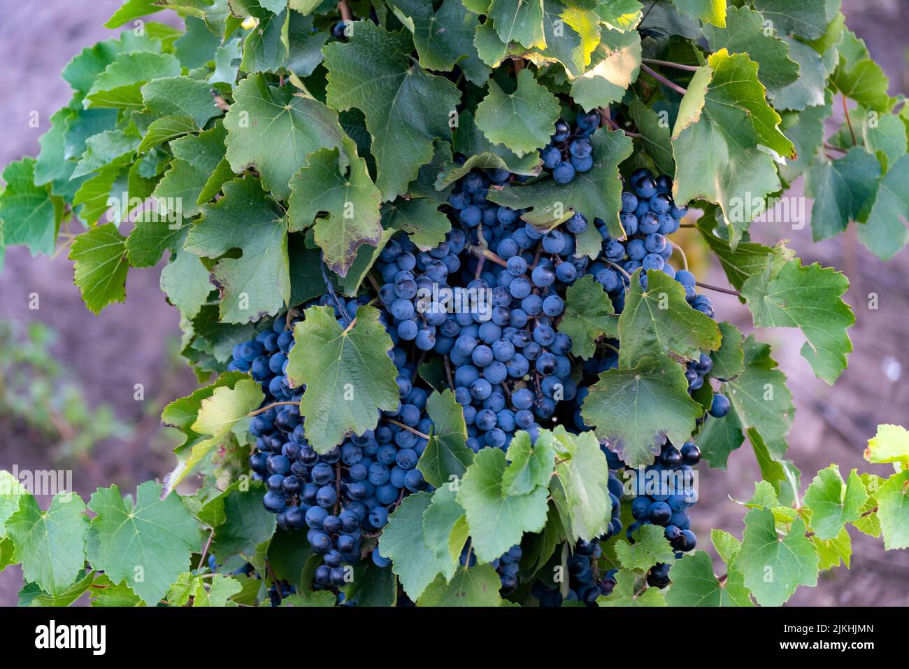 Malbec vineyard, in Mendoza, Argentina. Stock Photo