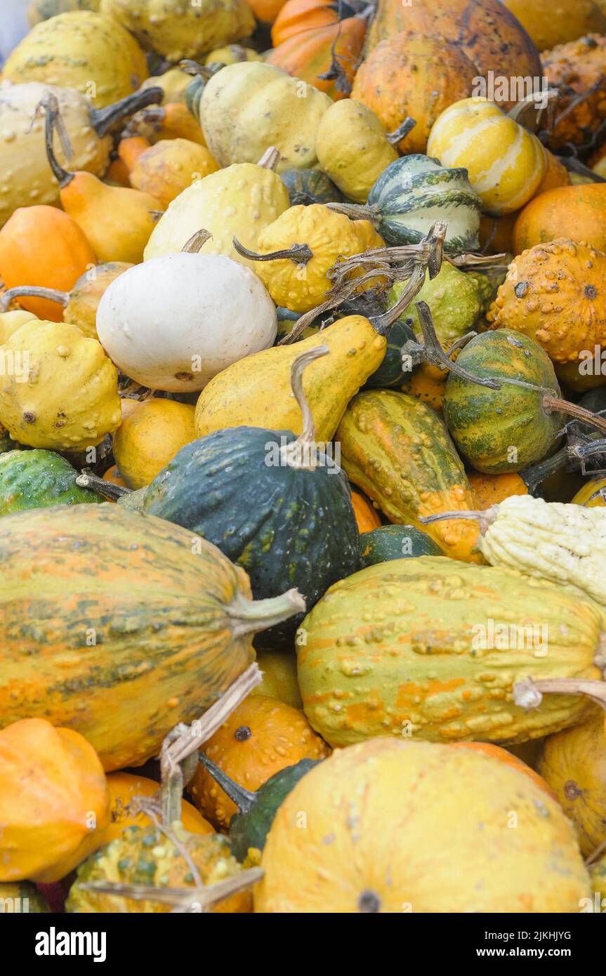 A pile of freshly harvested pumpkins Stock Photo - Alamy