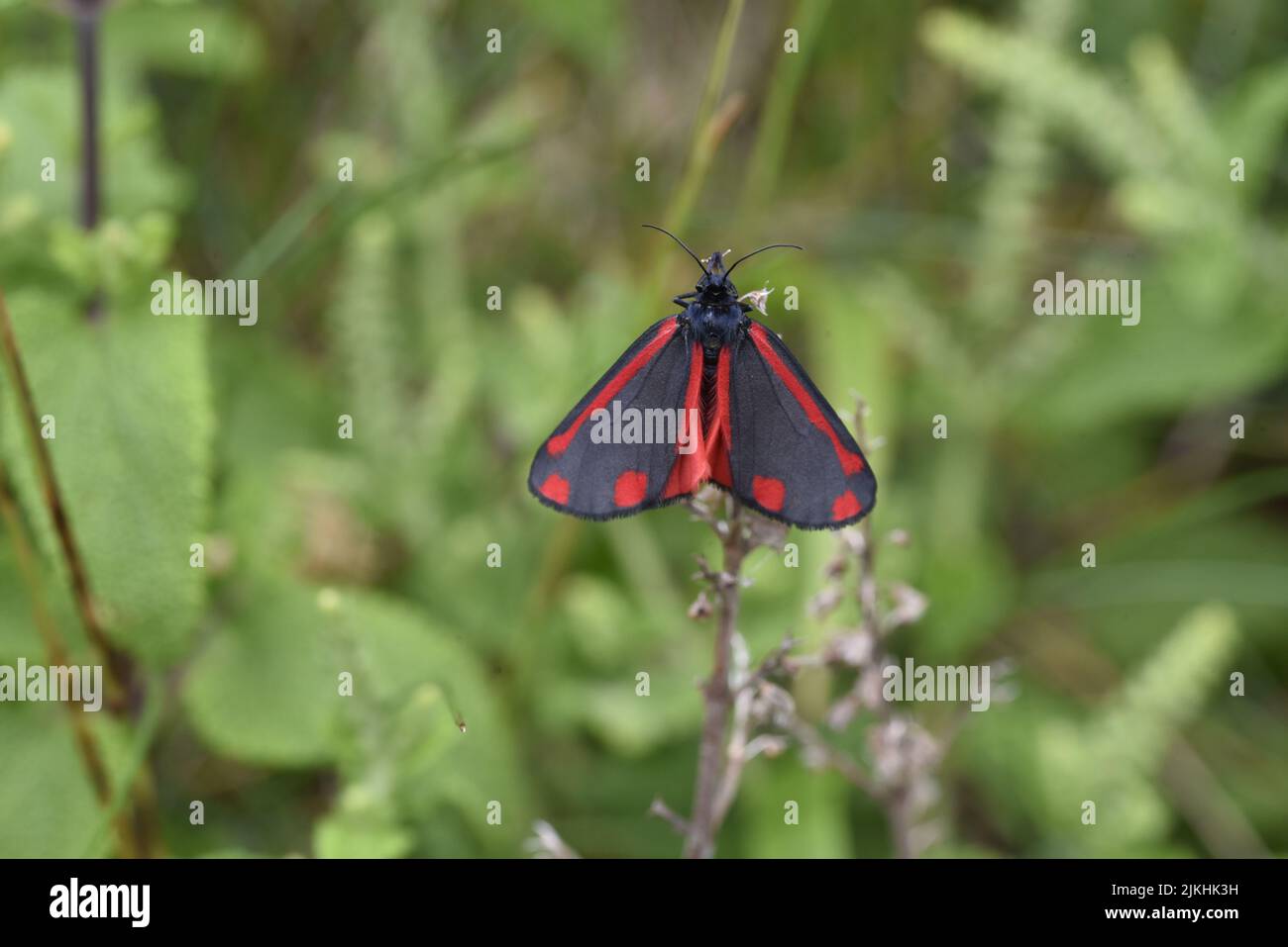 Close-Up Image of a Cinnabar Moth (Tyria jacobaeae) against a Blurred Green Foliage Background, with Wings Open and Markings Clear, in the UK in June Stock Photo