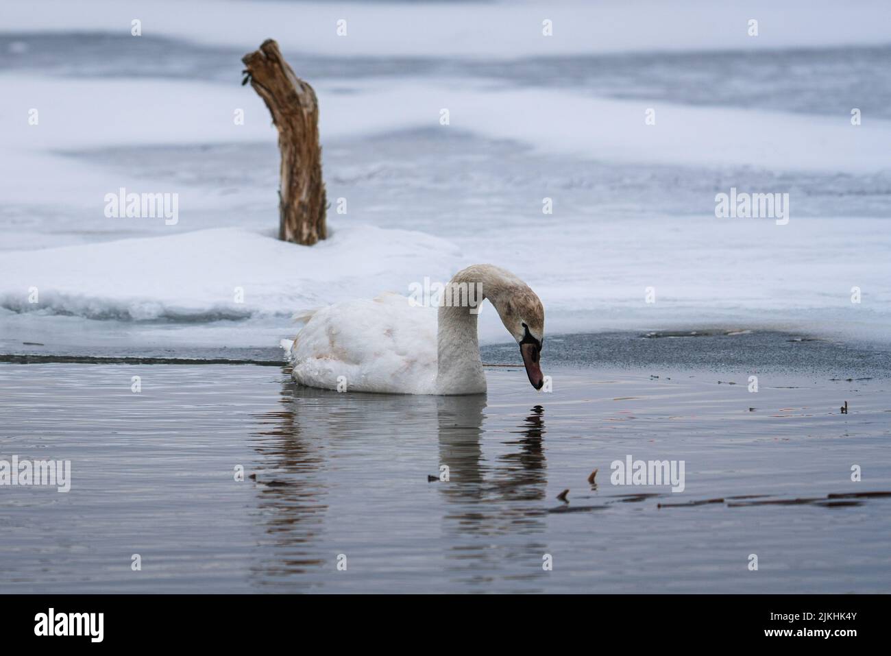 A closeup shot of a swan in an icy lake Stock Photo