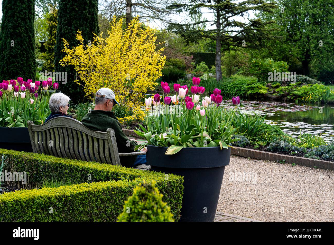 Senior sitting overlooking the upper pond at RHS Hyde Hall, in spring with large pots of tulips. Stock Photo