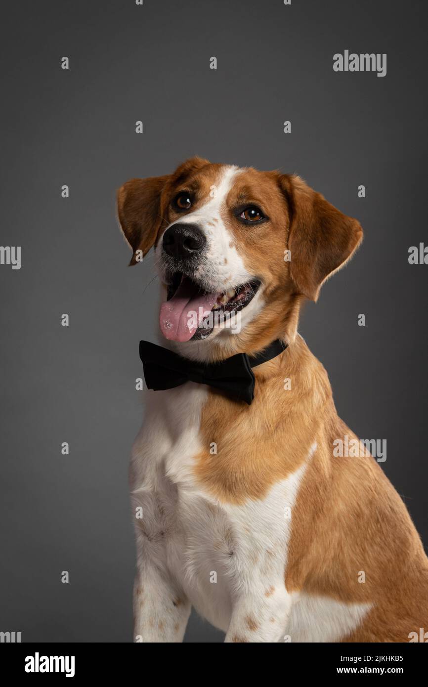 Two Clicks Fotografia - Fotografia Pet Stock Photo