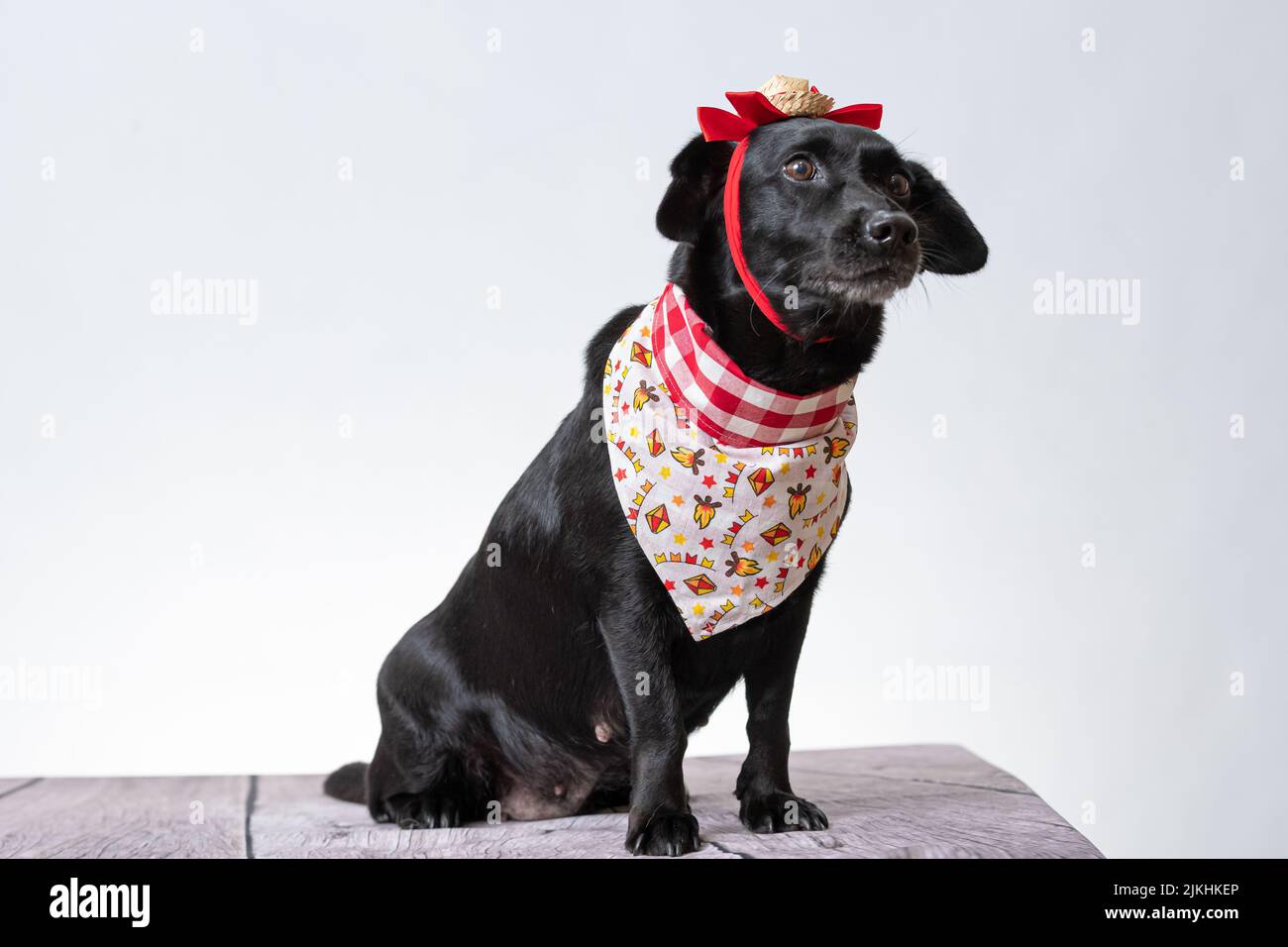 A cute black Labrador in a beautiful scarf on a white background. Stock Photo