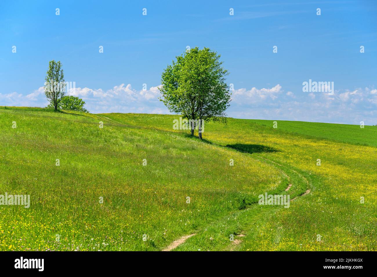 Germany, Bavaria, Starnberg district, Berg, Farchach district, spring meadow Stock Photo