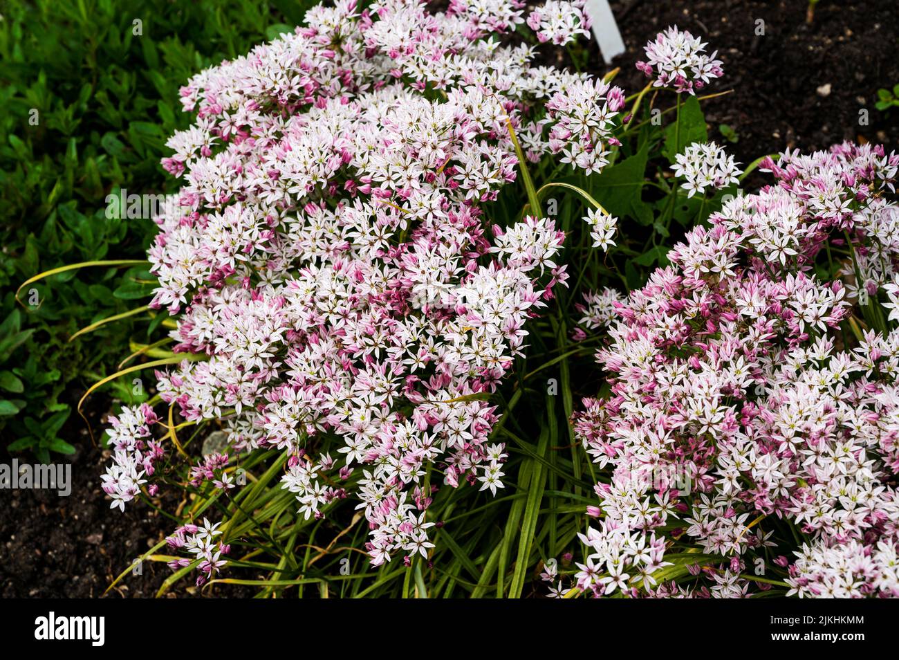 Allium Cameleon, Amaryllidaceae, in spring with pink & white flowers. Stock Photo