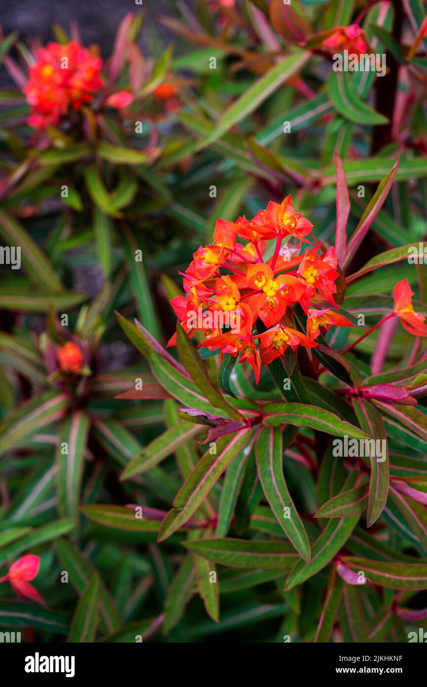 Griffithii Fireglow, Euphorbia,Spurge Fireglow, Euphorbiaceae. Bright red/orange flowers in late spring. Stock Photo