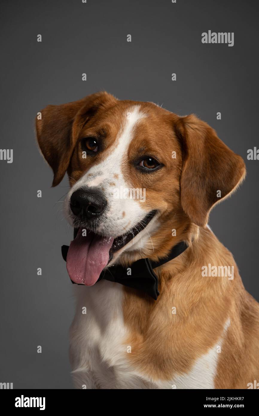 Two Clicks Fotografia - Fotografia Pet Stock Photo