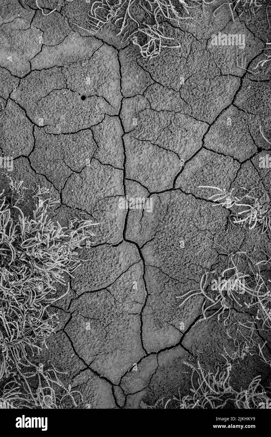 A vertical grayscale view of the textured dry soil with grass Stock Photo