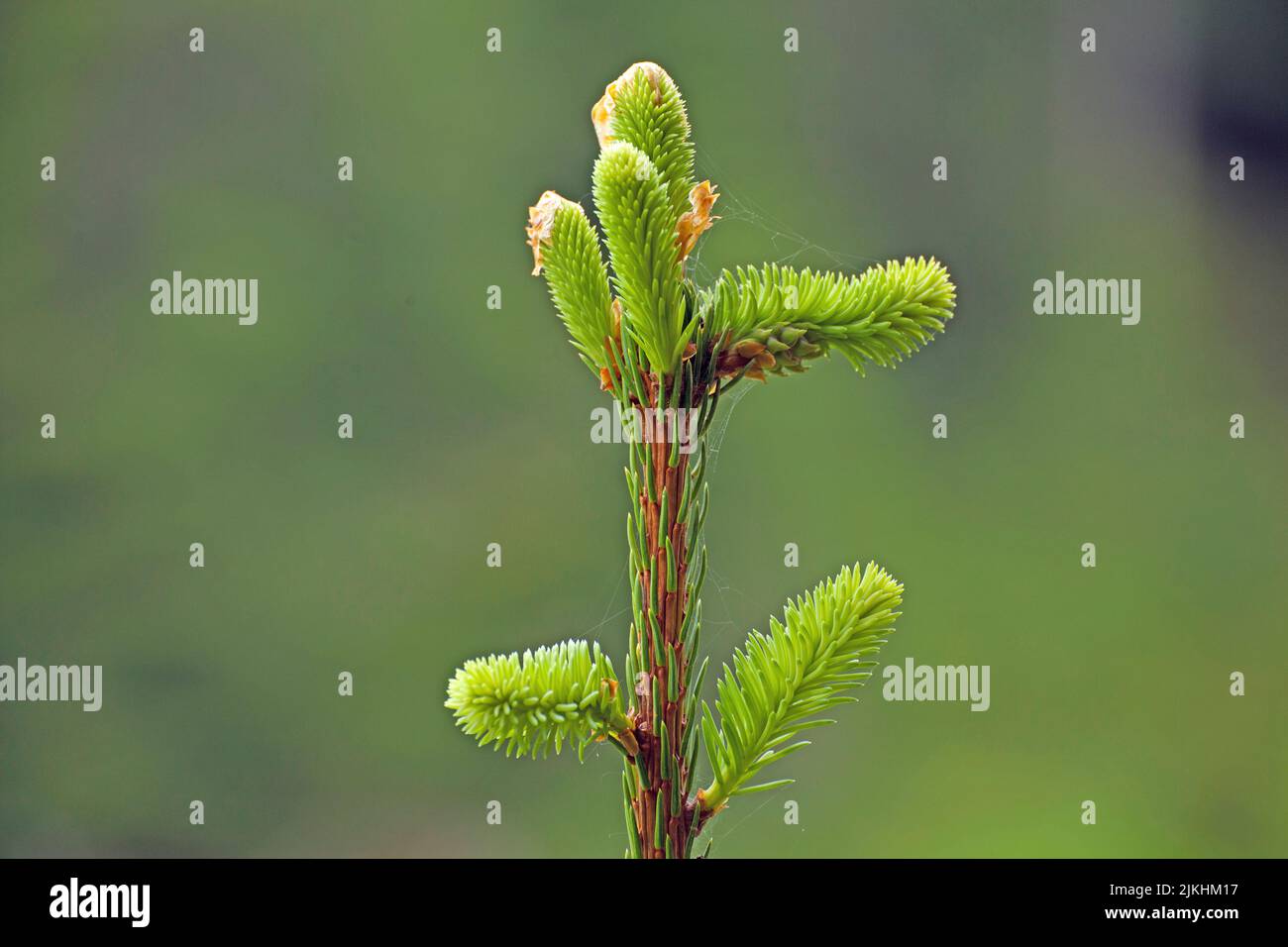 young green spruce shoots, mountain forest, Tyrol, Austria Stock Photo