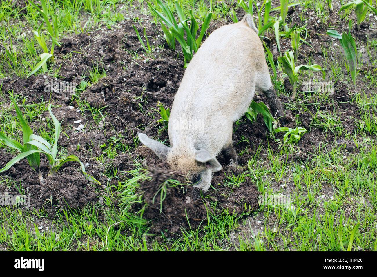 Alpine pigs hi-res stock photography and images - Alamy