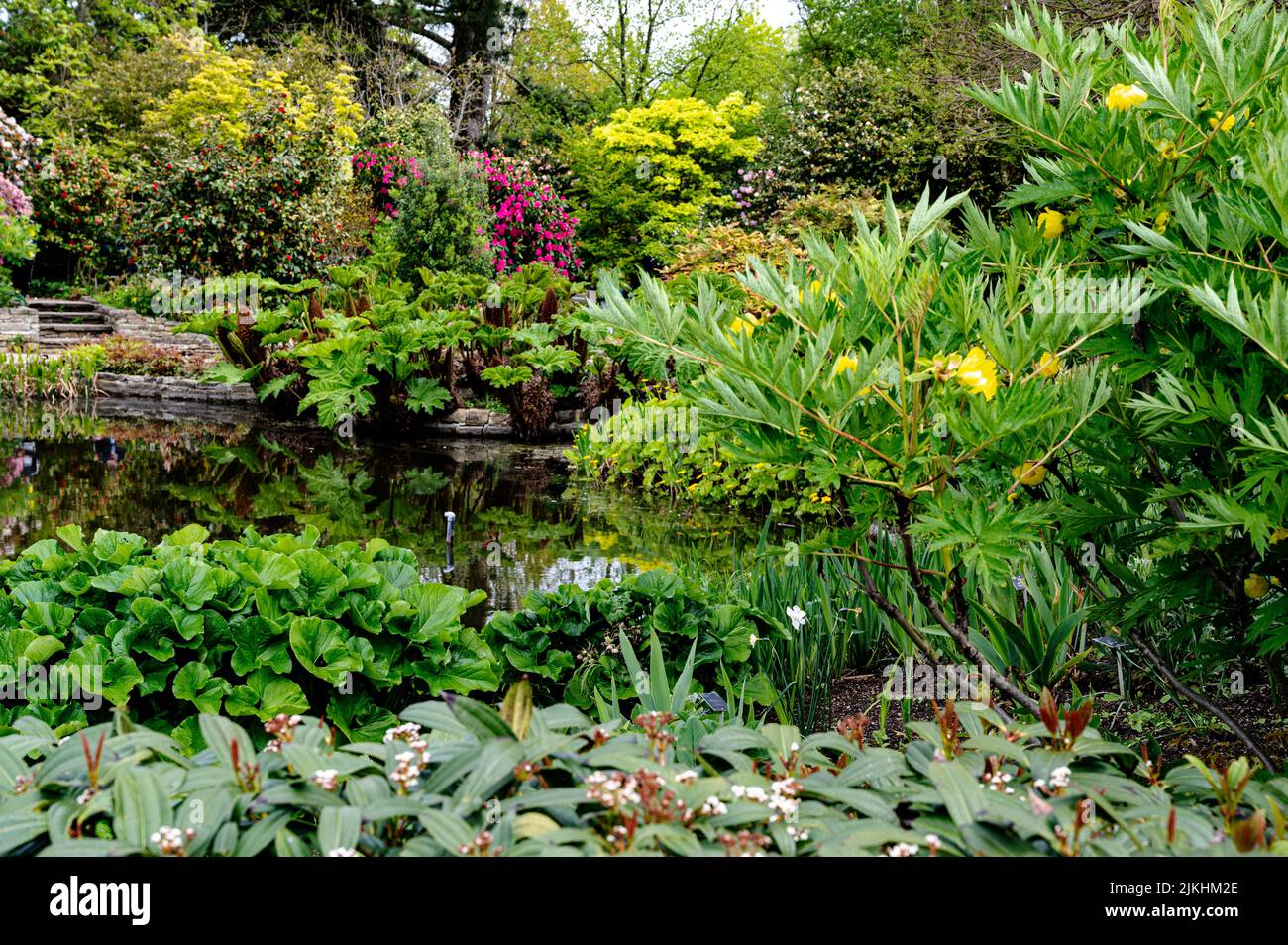 RHS Hyde Hall Royal Horticultural Society upper pond, in early summer, with lush growth all around. Stock Photo