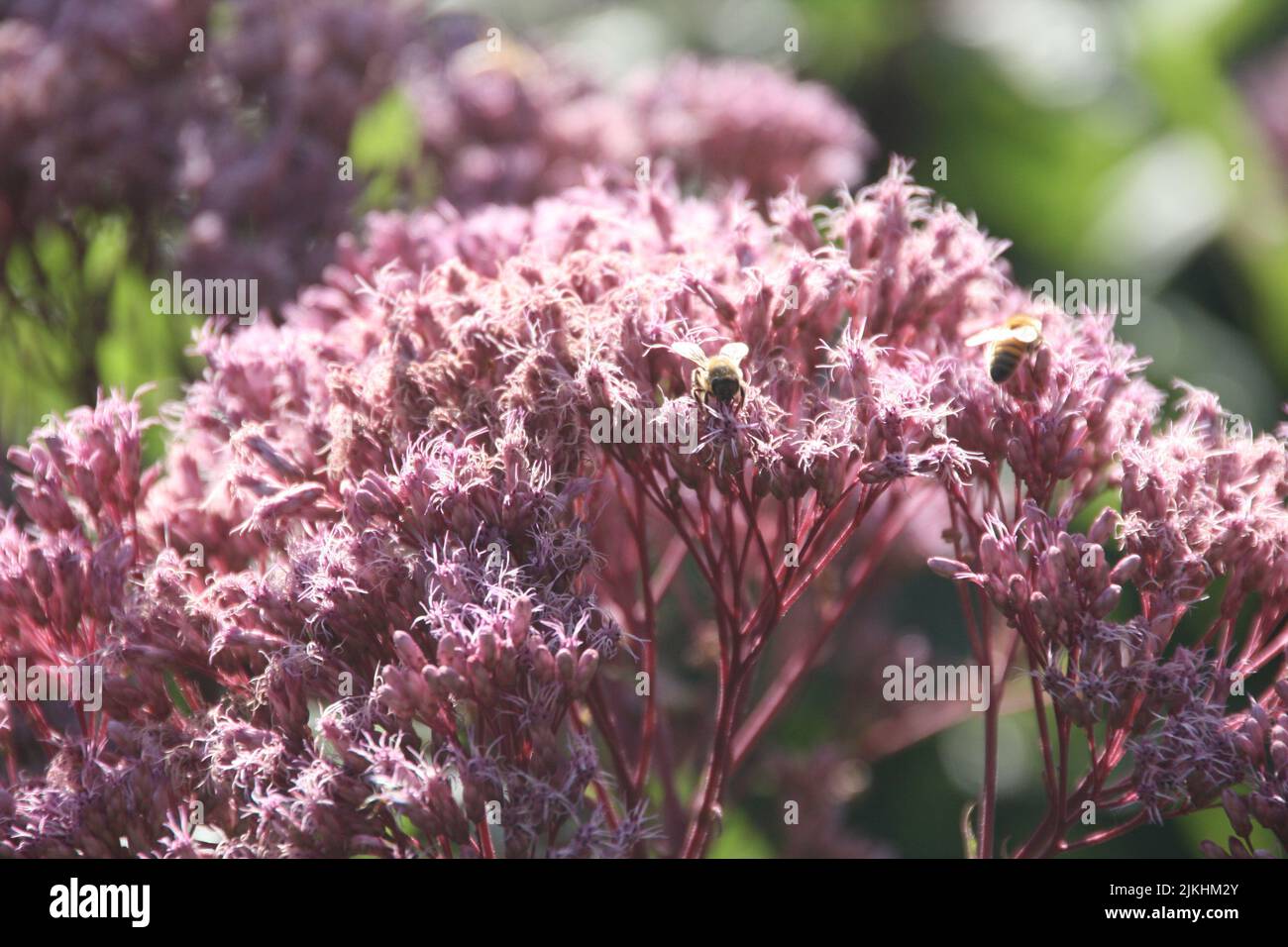 A scenic view of bees perched on pink sweet-scented joe pye weed flowers in a blurred background Stock Photo