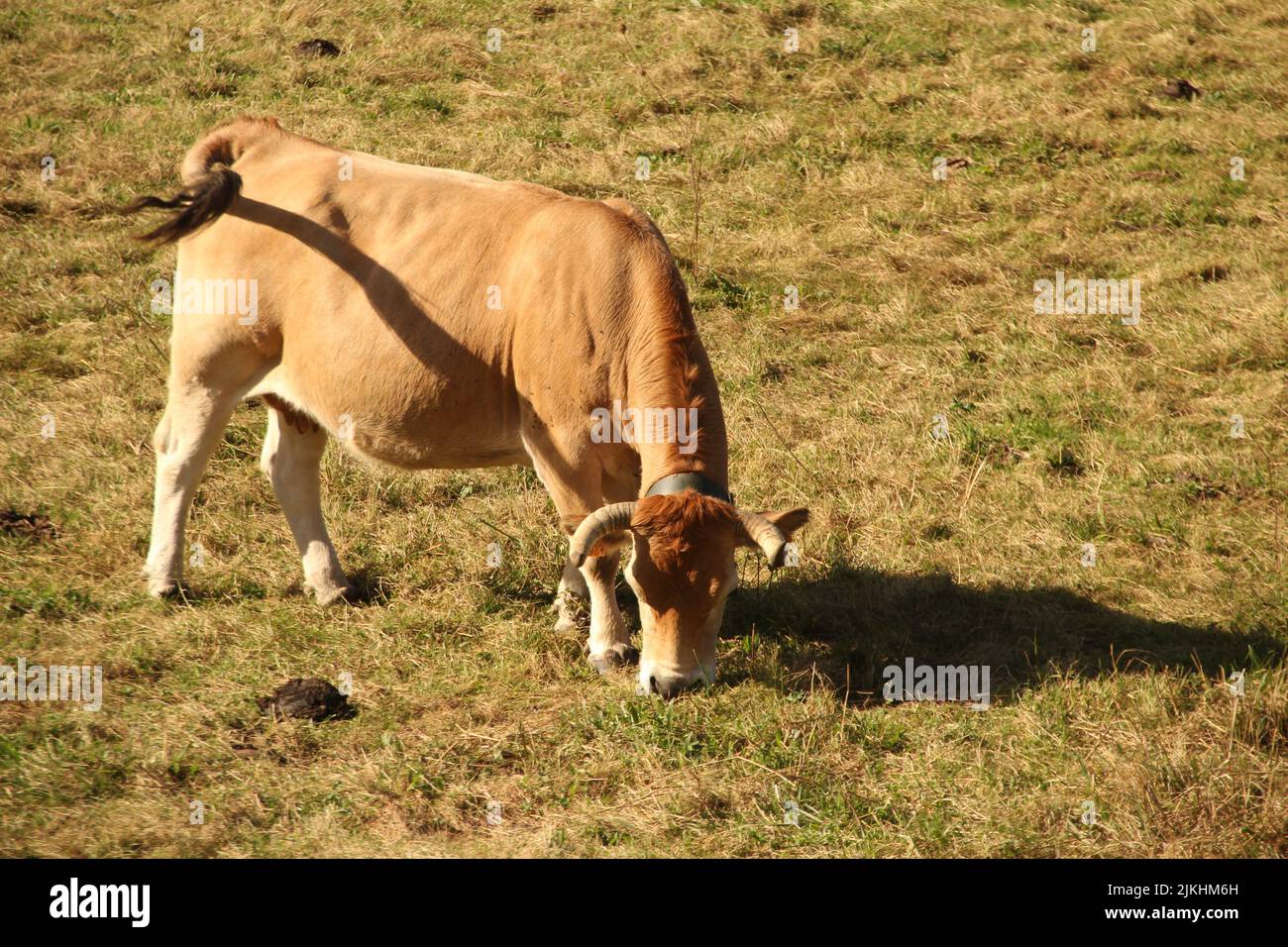 A brown cow grazing in a field Stock Photo - Alamy