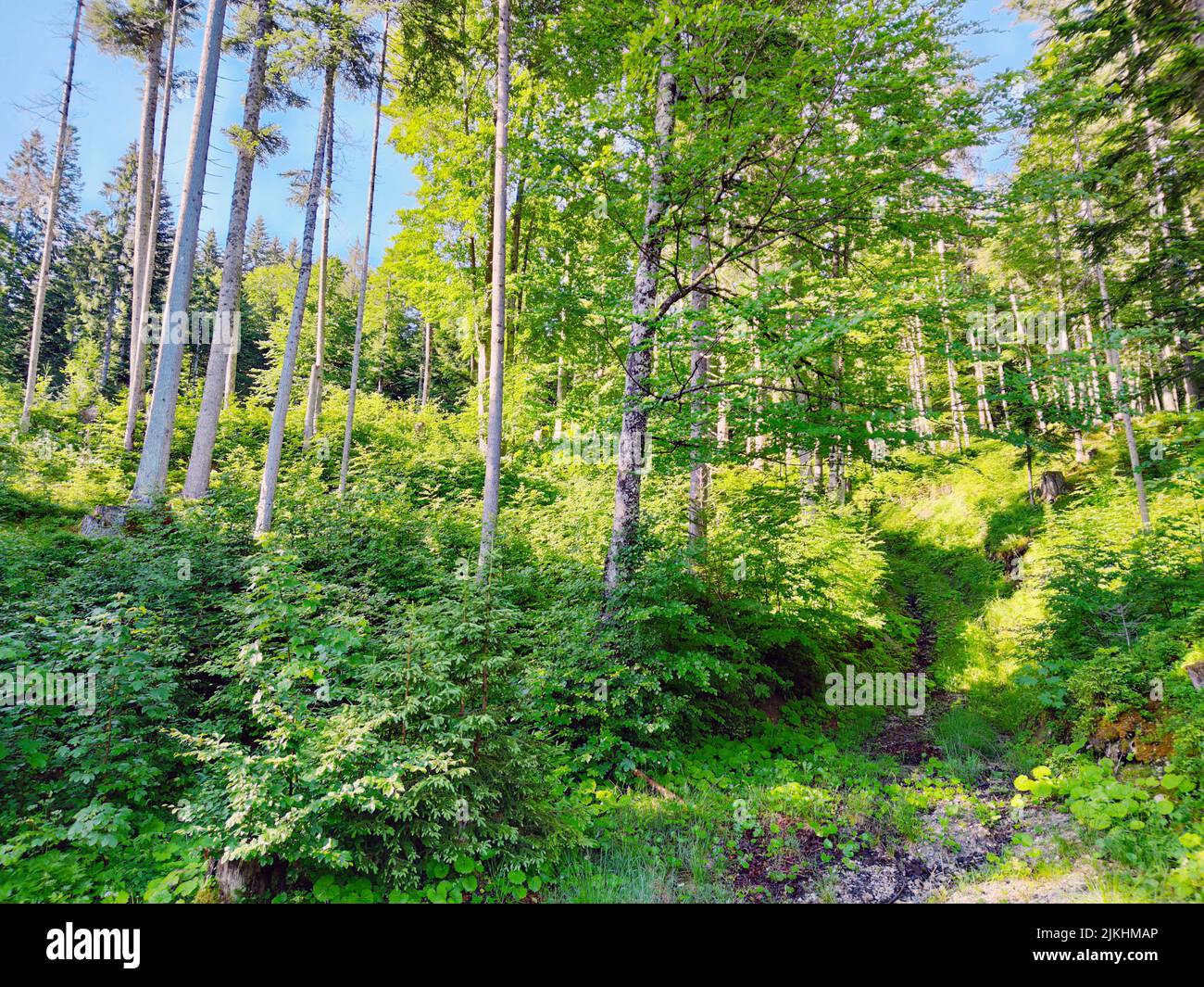 Mountain forest, mixed forest, undergrowth, wet forest floor Stock Photo