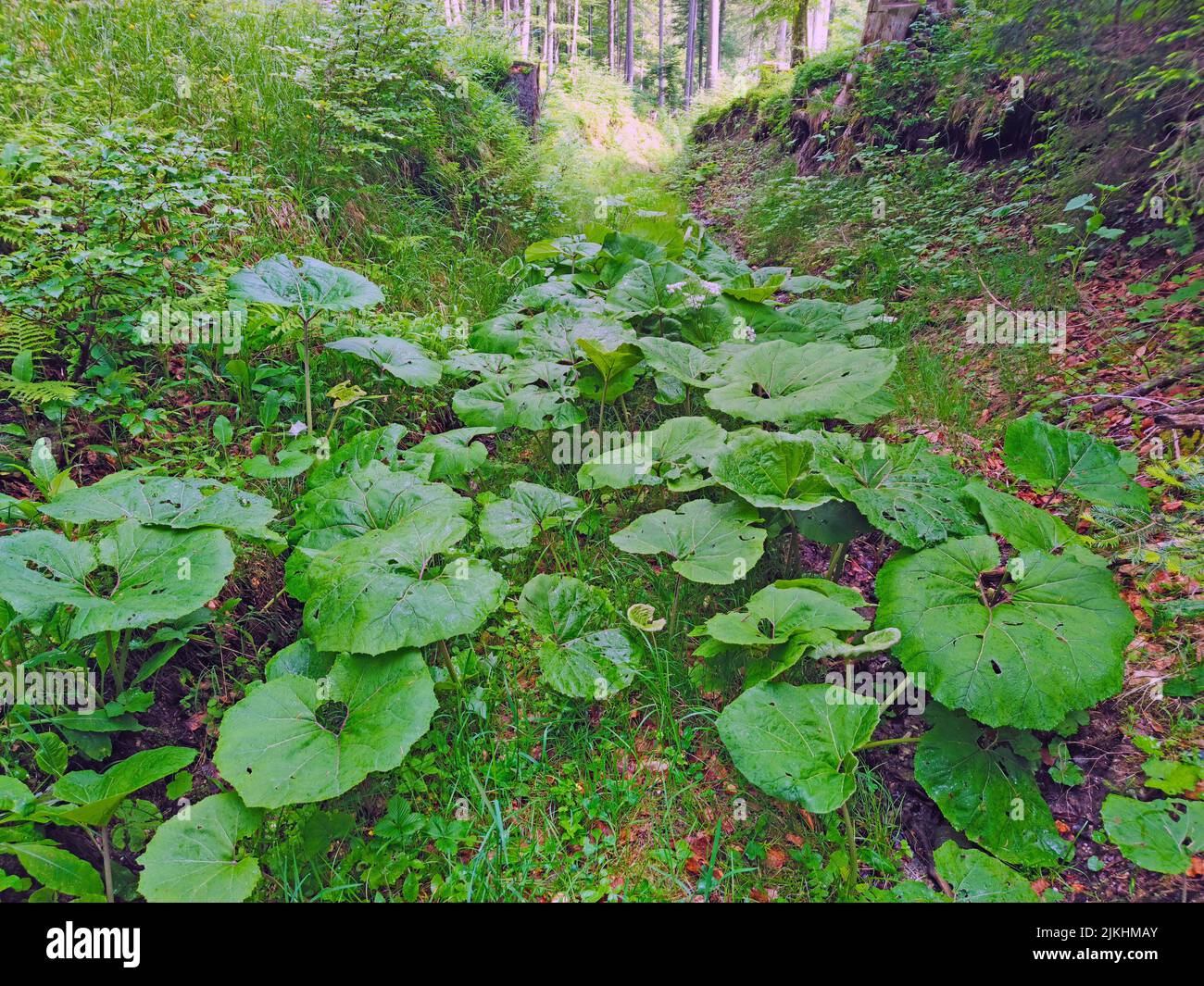 Hollow path in Tyrol covered by common butterbur foliage before flowering Stock Photo