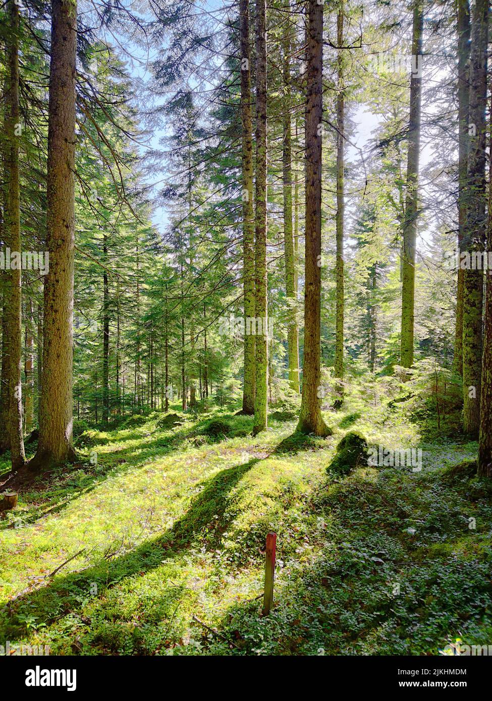 Sunlight shines in mountain forest Stock Photo