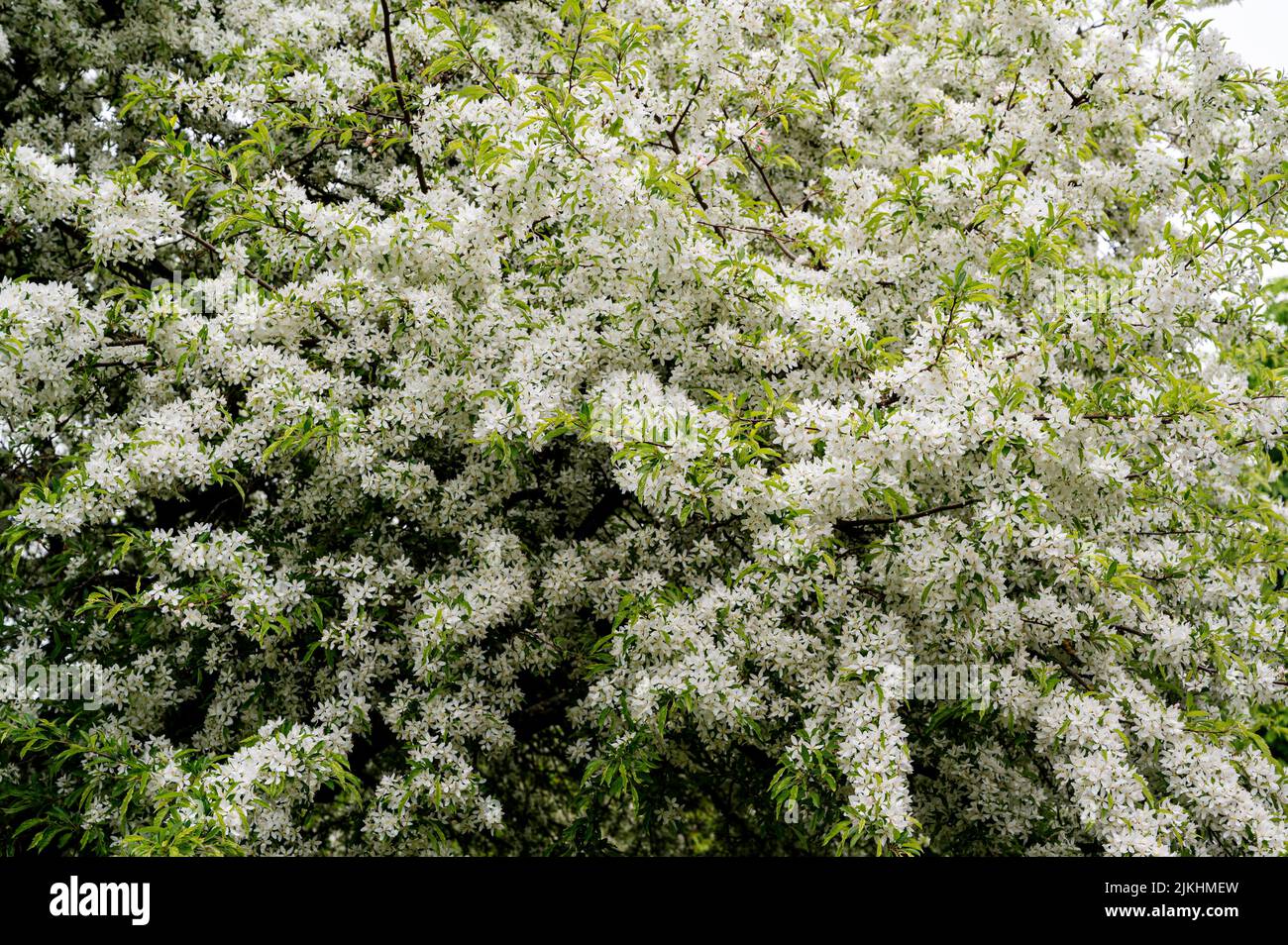 Malus Transitoria, cut-leaf crabapple, Rosaceae, crabapple. Showy white blossom of this tree. Stock Photo