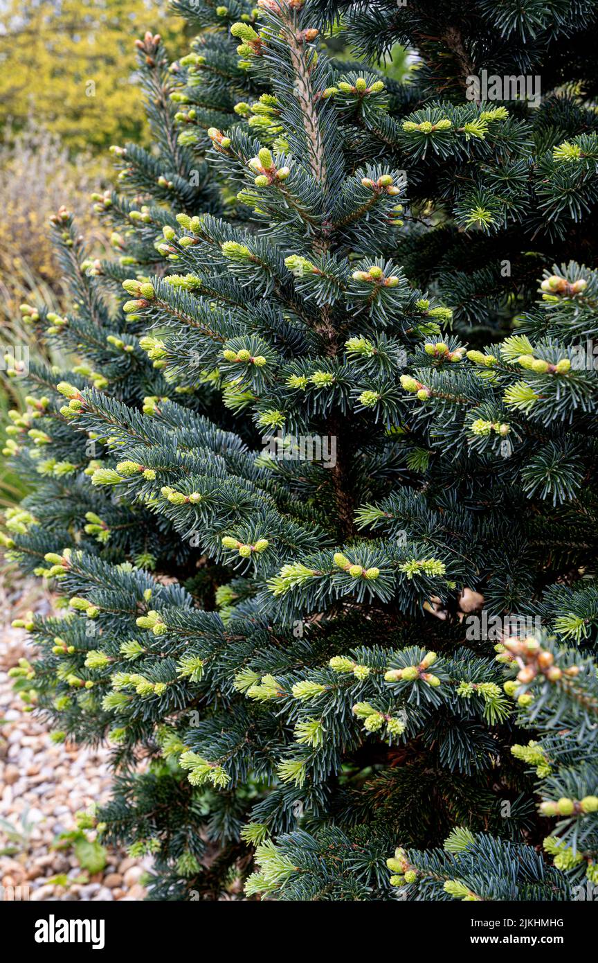 Abies lasiocarpa  Arizonica Compacta, Abies arizonica  Compacta, Abies lasiocarpa  Compacta, Pinaceae, Fresh new spring growth of this fir. Stock Photo