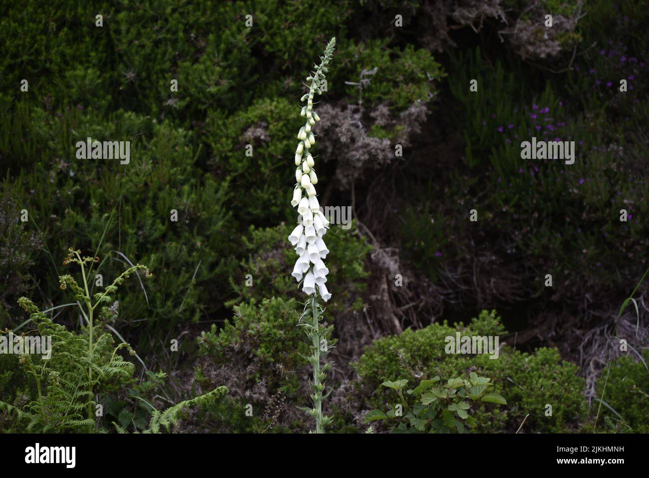 Flowering White Foxglove Plant (Digitalis purpurea) Standing Out Against a Background of Coastal Rock Wild Flowers on the Isle of Man, UK in June Stock Photo
