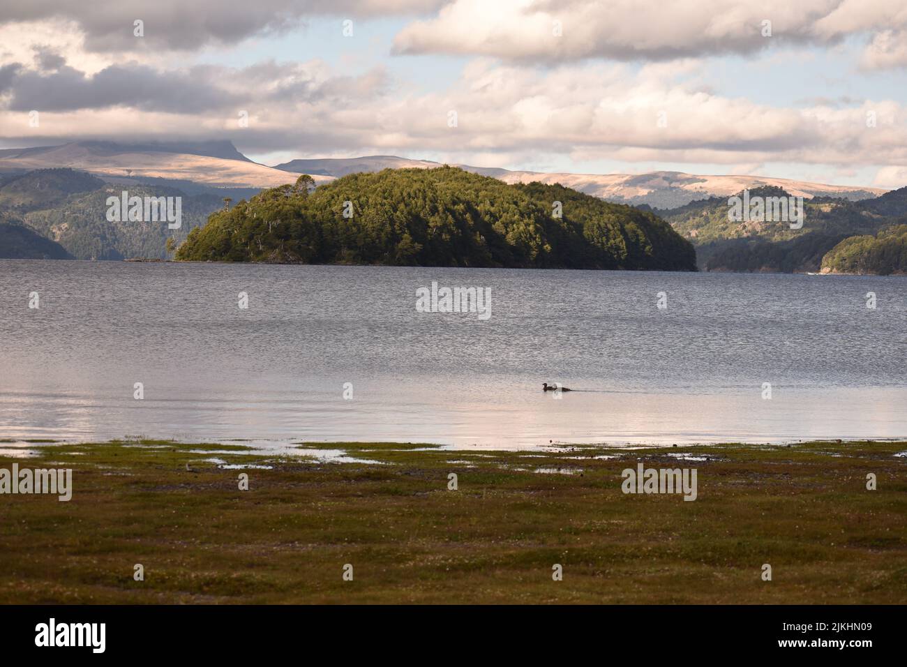 A scenic landscape with two mallards in the Moquehue lake in Neuquen, Argentina Stock Photo