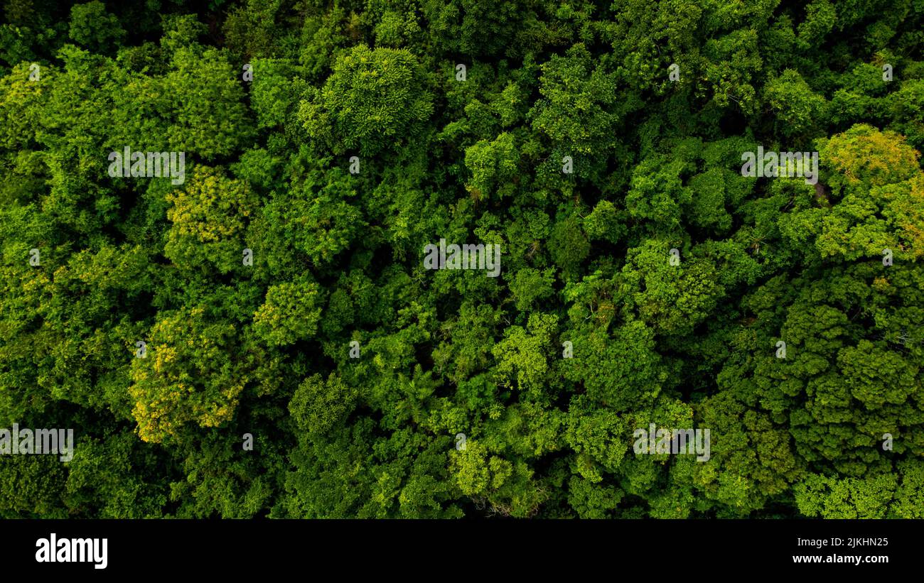 Beautiful green forest on hi-res stock photography and images - Alamy