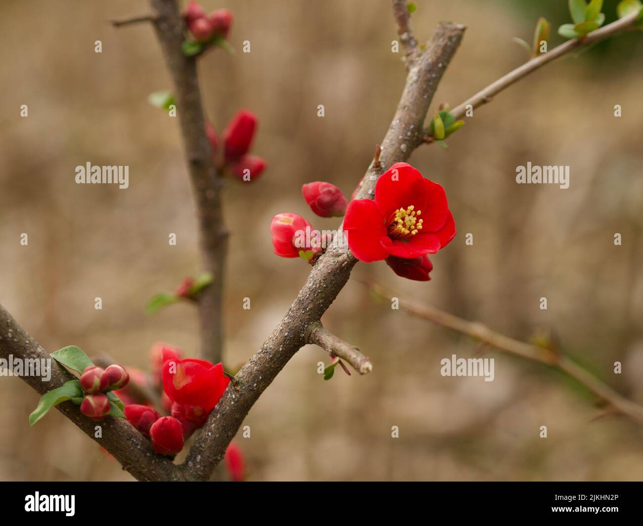 A shallow focus shot of Pseudocydonia Sinensis or Chinese quince flowers Stock Photo