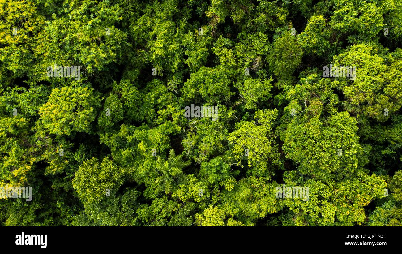 Beautiful green forest on hi-res stock photography and images - Alamy