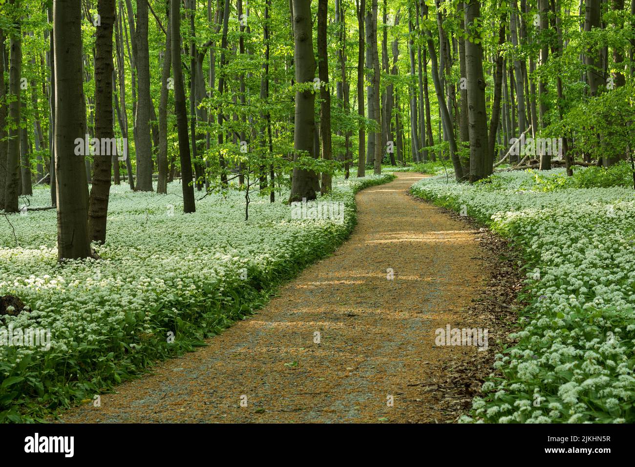 Path through spring green beech forest, a carpet of wild garlic flowers covers the forest floor, Hainich National Park, UNESCO World Natural Heritage Site Ancient Beech Forests, Germany, Thuringia Stock Photo