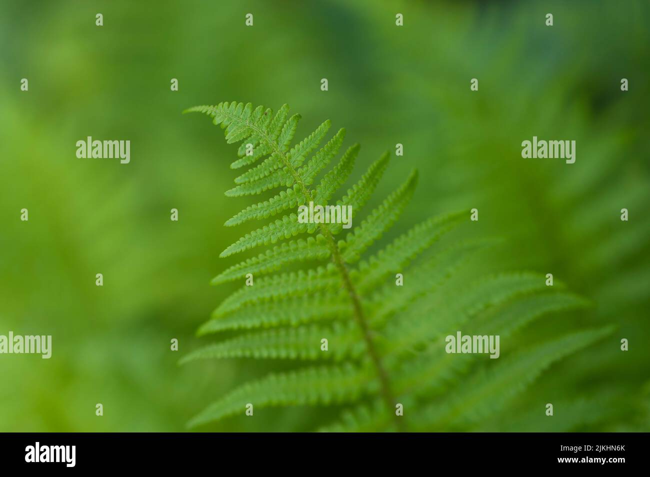young light green fern frond, Germany Stock Photo