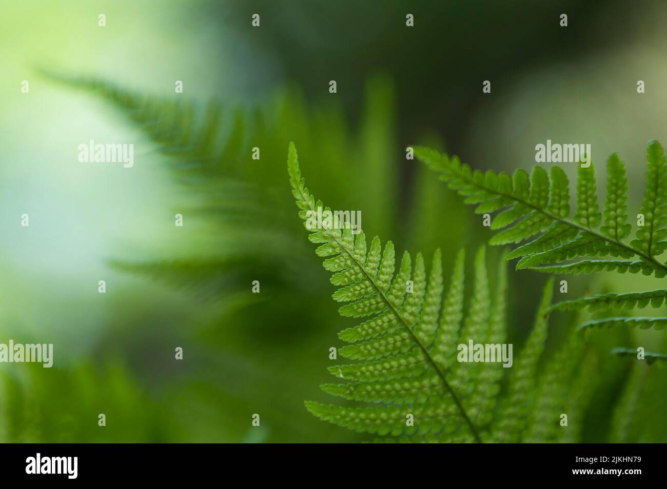 young fern fronds, leaf underside with immature spores, Germany Stock Photo