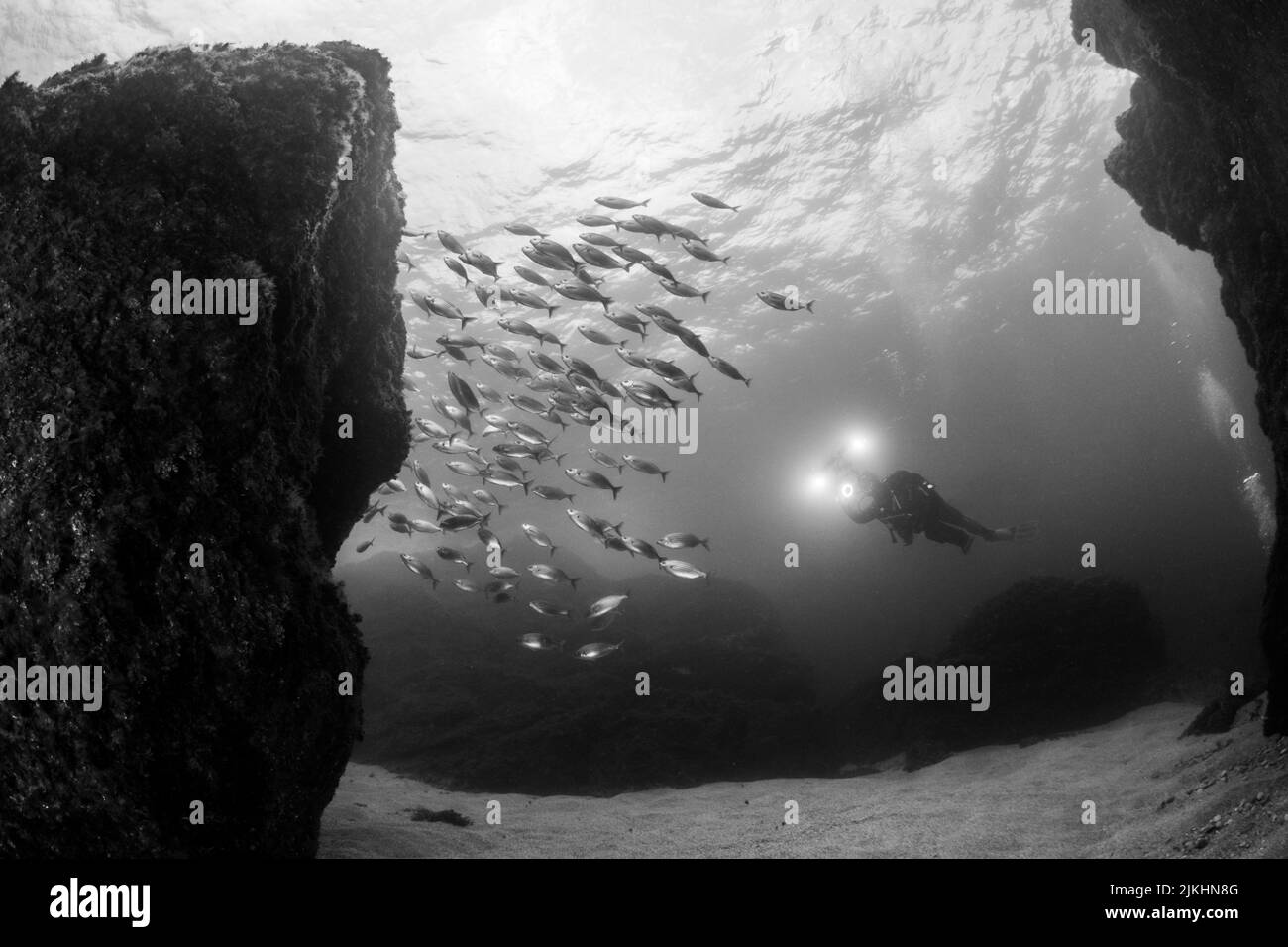 A black and white photo taken under water with the chase of fish and aqualangist Stock Photo