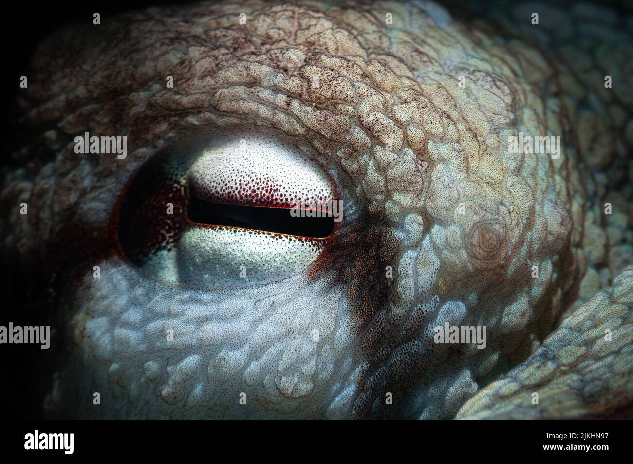 A macro shot of a parietal eye of an octopus Stock Photo - Alamy