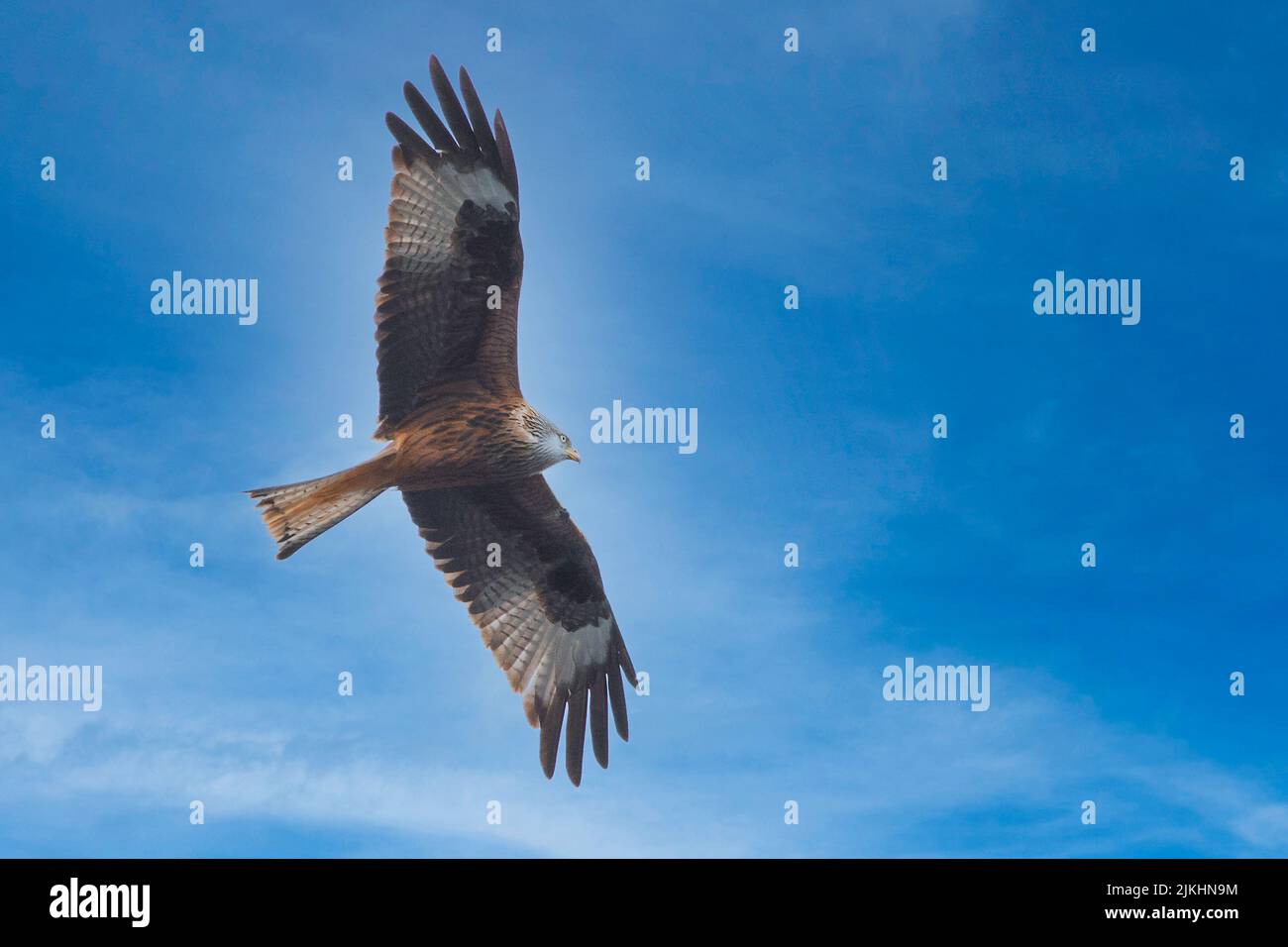 A low angle shot of a beautiful Red kite bird soaring through the clear blue sky Stock Photo