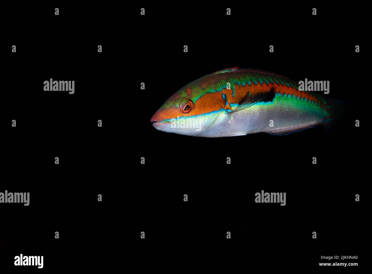 A fish with white belly and orange back with green lines with black background Stock Photo