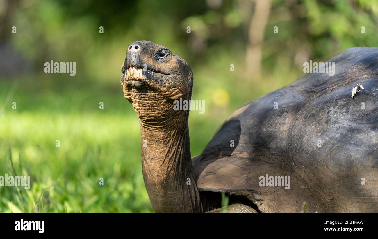 Nuchal shell hi-res stock photography and images - Alamy