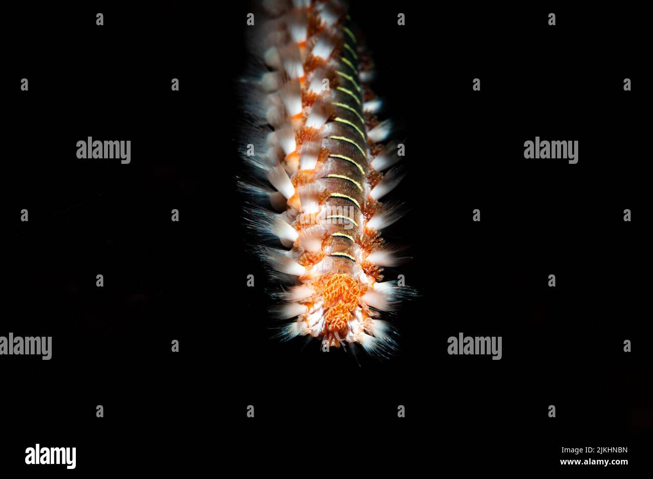 A macro shot of a Polychaeta marine worm on a black background Stock Photo