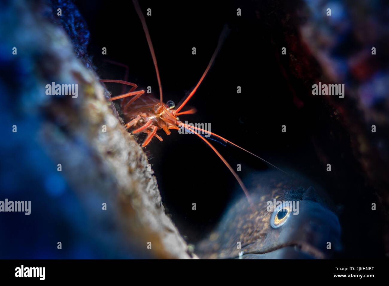A closeup shot of the caridean shrimp and a fish underneath the ocean ...