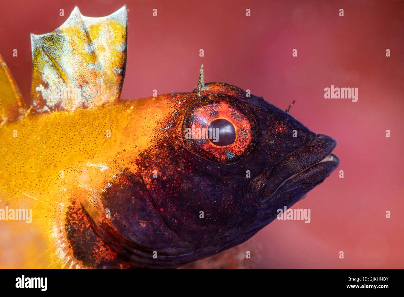 Blue fish large head hi-res stock photography and images - Alamy