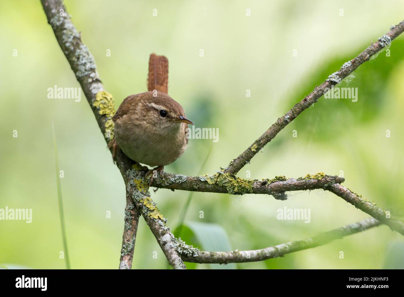 Wren (troglodytes x2 ) on branch with short cocked tail head on composition, pale stripe over eye brown upperparts buff underside thin pointed bill Stock Photo