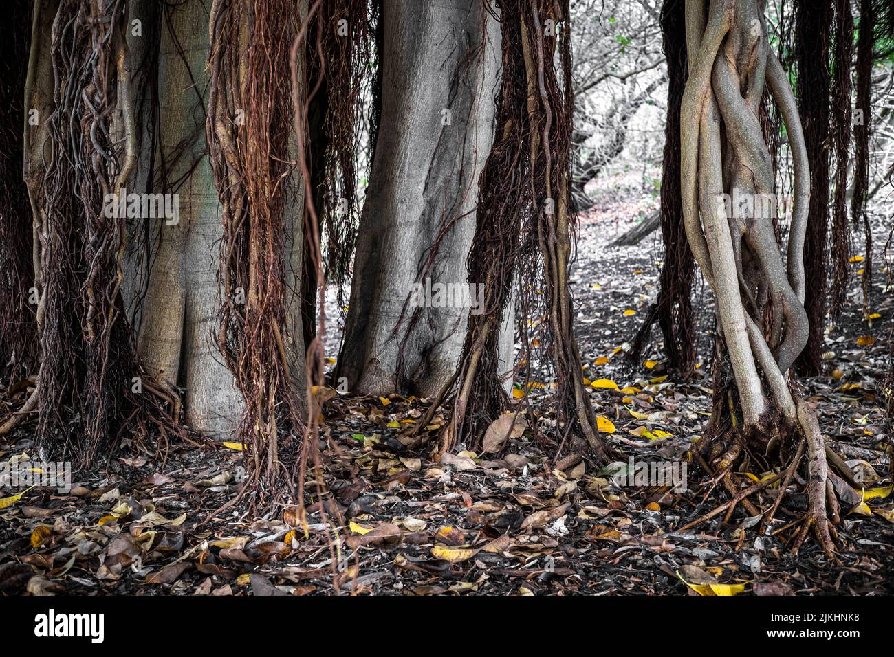 trunk of a ficus rubiginosa tree Stock Photo