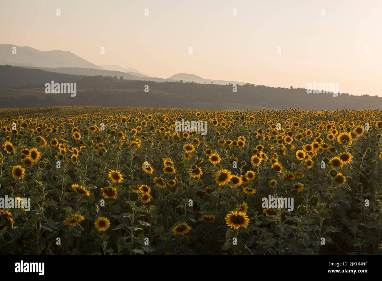 A view of sunflower field in background of forest and mountains in Artsakh Stock Photo