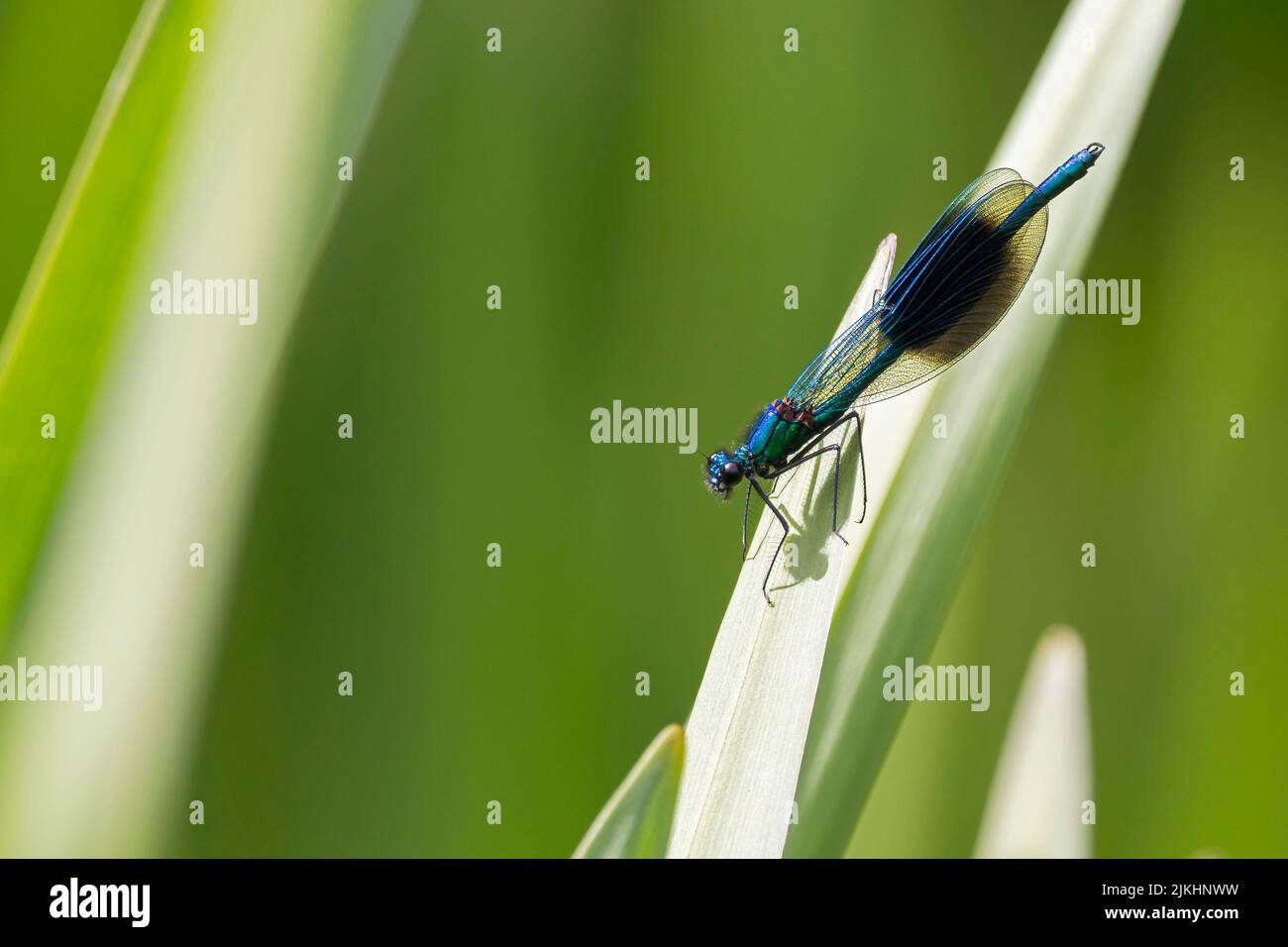 Banded demoiselle (calopteryx splendens) male damselfly with dark blue thumbprint shape on wings, metalic blue green body and small wide apart eyes Stock Photo
